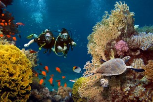 learn-to-dive